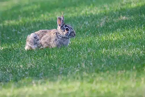 nature in your backyard