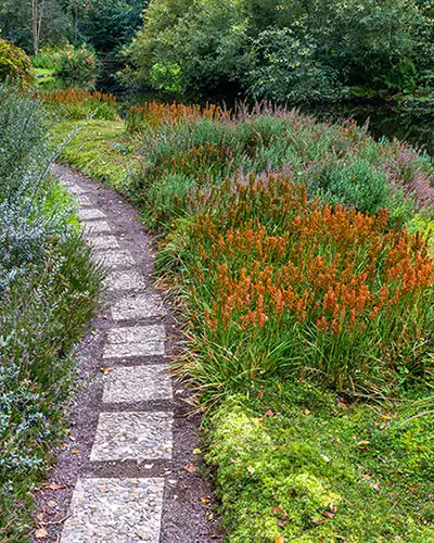 outdoore native plants