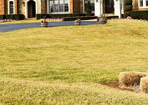 dormant bermuda grass