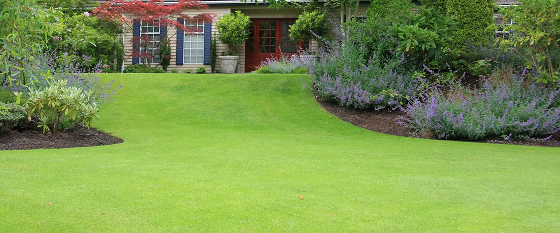 lawn like a golf green
