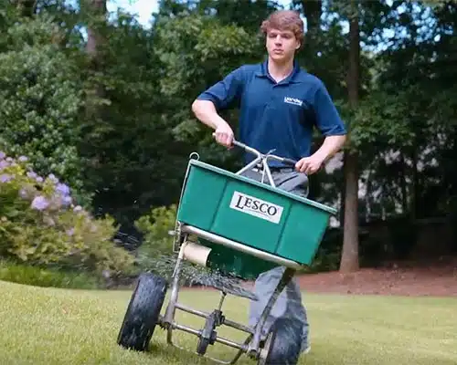 overseeding a lawn
