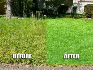 Weeds Taking Over Your Lawn? - Yardsy