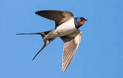 swallow keeps mosquitoes away