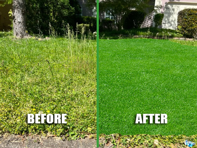 Grass Weeds - Control of Grass Weeds.