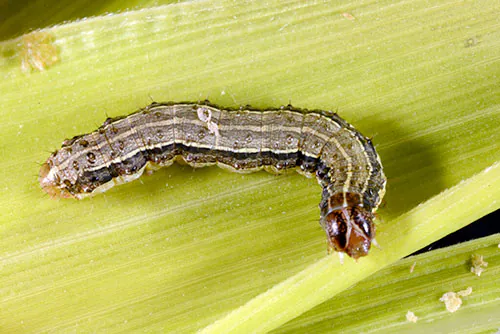 army worms like to munch on your leaves