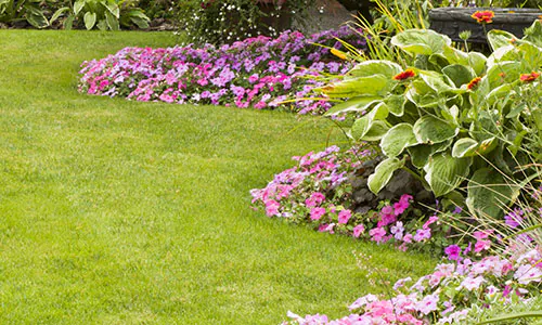 army worms attack your beautiful lawn and plants